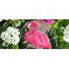 Spoontiques – Garden Décor – Ladybug Stepping Stone – Decorative Stone for Garden