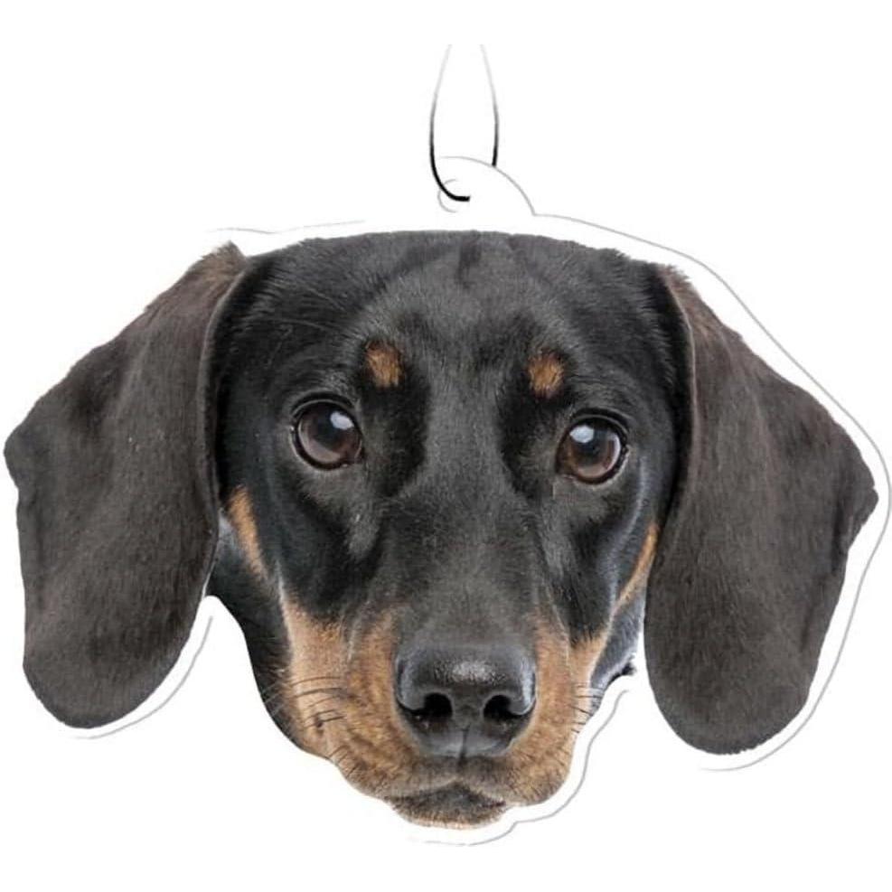 image:imageSpoontiques Sugar Skull Air FreshenerDachshund