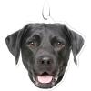 Black Lab