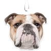 Bulldog