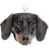 Dachshund
