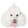 Poodle