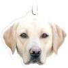 Yellow Lab